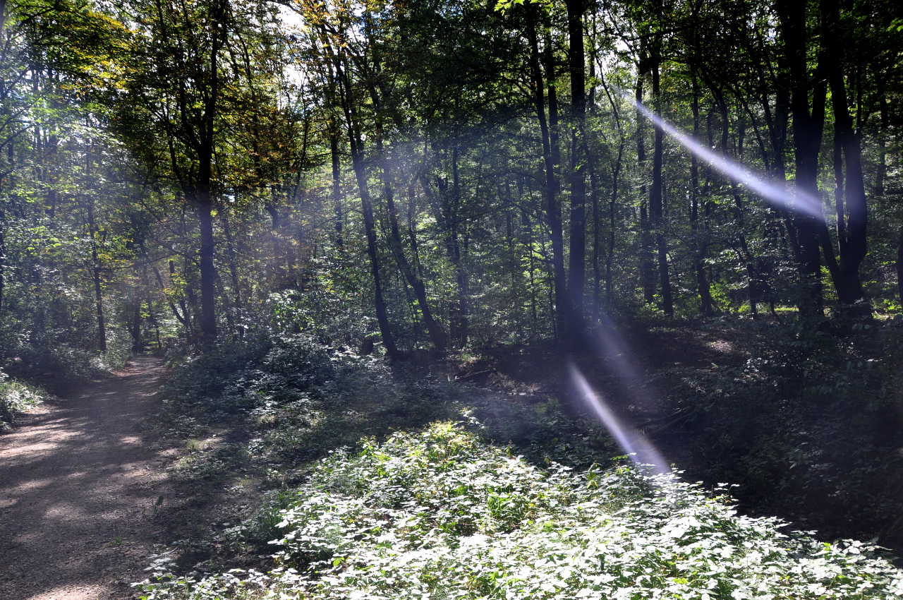  |Schönes Licht im Laubwald
